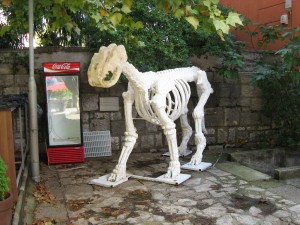 Црквениця. Палеологічний музей.